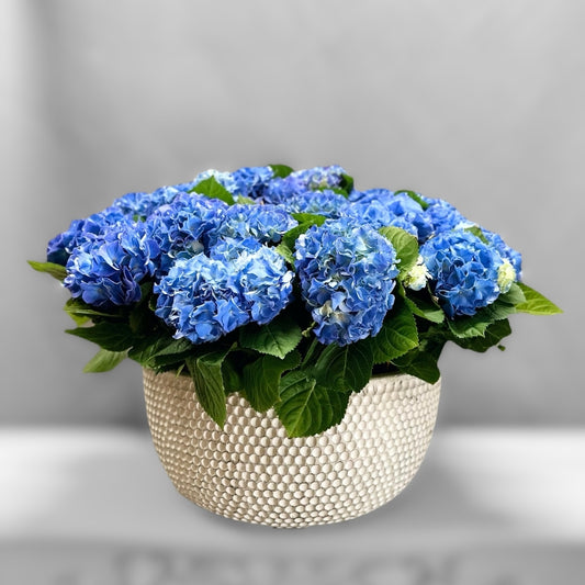 Blue Hydrangea Planter